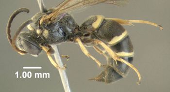 Media type: image;   Entomology 603053 Aspect: habitus lateral view